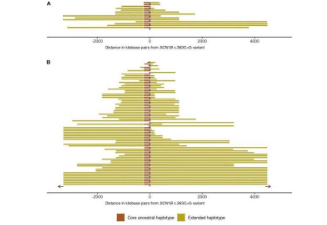 一种癫痫症可追溯到800年前一个人的突变