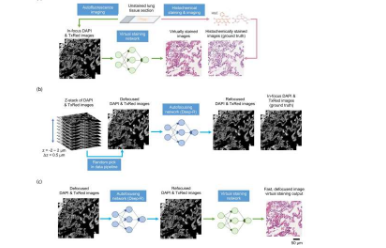 人工智能方法可能会取代组织化学染色