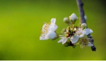 最低花粉计数发生在上午4:00到中午之间