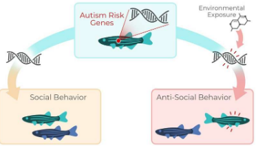 指导最早社会行为的基因可能是理解自闭症的关键
