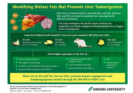 膳食脂肪成分对肝血管生成和淋巴管生成的影响