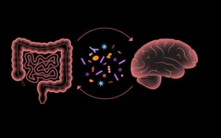 研究发现微生物群转移疗法可长期改善自闭症儿童的肠道健康