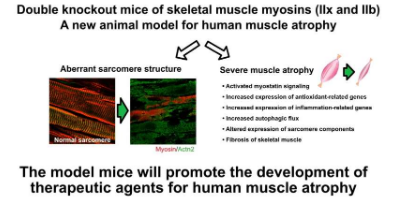 科学家证明缺乏两种关键肌球蛋白的产后小鼠会出现严重的肌肉萎缩