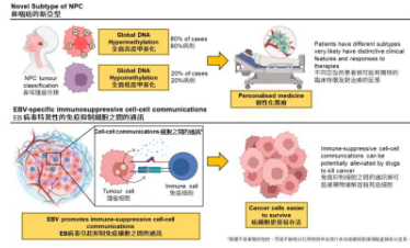 发现新的鼻咽癌亚型和Epstein Barr病毒相关免疫抑制