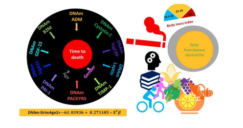 描述了DNA甲基化生物标志物GrimAge版本2