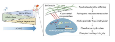 发现骨关节炎背后的新机制可以为新疗法提供信息