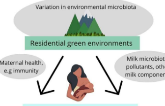 住宅区的绿色环境可能会影响母乳中糖分子的组成