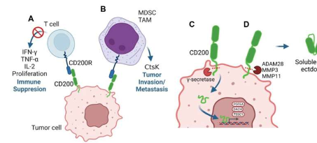 研究免疫调节蛋白CD200作为癌症治疗的潜在利润丰厚但难以捉摸的靶标