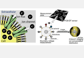 跨细胞膜的时空离子分布的非侵入性成像