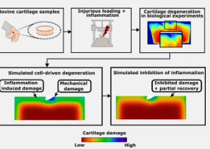 研究人员揭示了受伤后关节软骨愈合的新机制