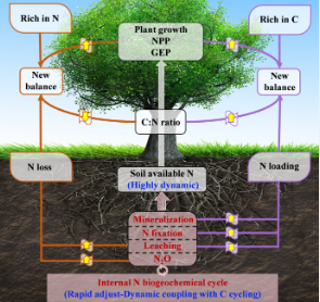 全球变化下的动态碳氮耦合
