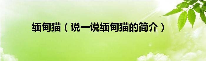 缅甸猫（说一说缅甸猫的简介）