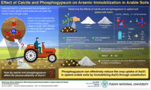 釜山国立大学的研究人员使用钙材料来降低农业土壤中的砷含量