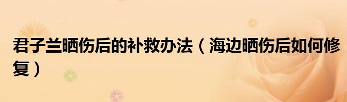 君子兰晒伤后的补救办法（海边晒伤后如何修复）