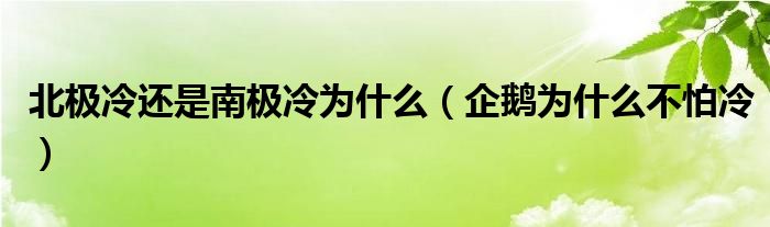 北极冷还是南极冷为什么（企鹅为什么不怕冷）