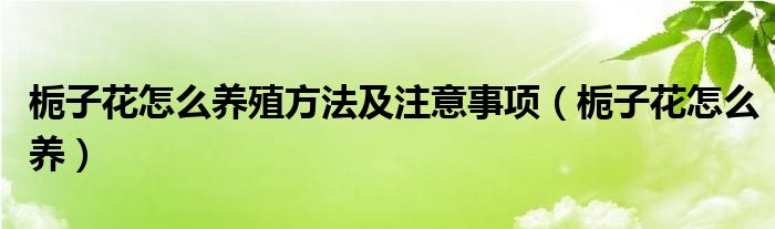 栀子花怎么养殖方法及注意事项（栀子花怎么养）