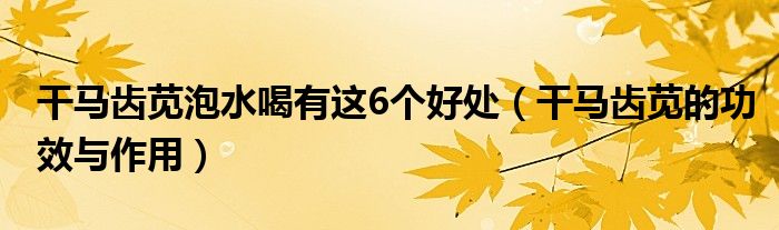 干马齿苋泡水喝有这6个好处（干马齿苋的功效与作用）