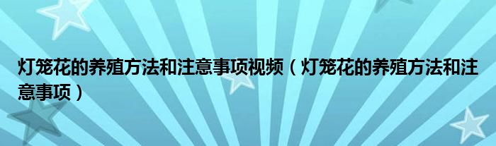 灯笼花的养殖方法和注意事项视频（灯笼花的养殖方法和注意事项）