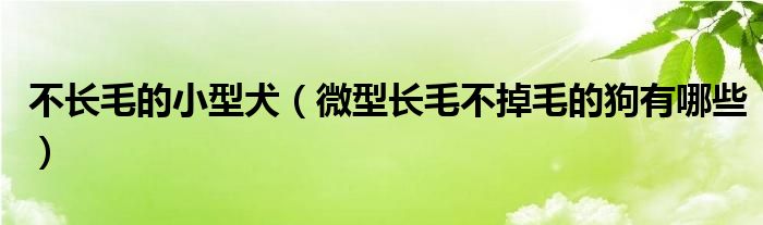 不长毛的小型犬（微型长毛不掉毛的狗有哪些）