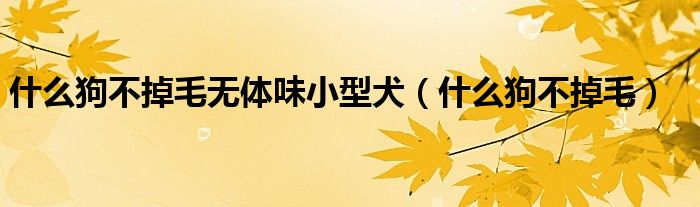 什么狗不掉毛无体味小型犬（什么狗不掉毛）