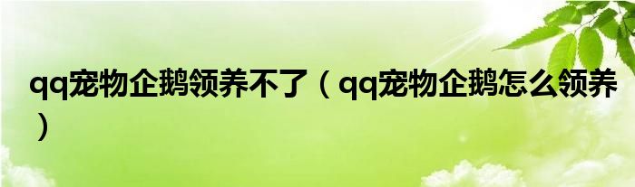 qq宠物企鹅领养不了（qq宠物企鹅怎么领养）