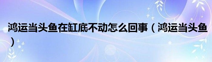 鸿运当头鱼在缸底不动怎么回事（鸿运当头鱼）