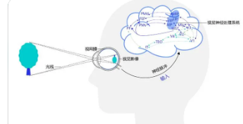 新研究揭示人类视觉如何感知尺度