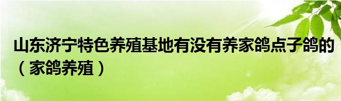 山东济宁特色养殖基地有没有养家鸽点子鸽的（家鸽养殖）