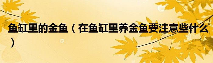 鱼缸里的金鱼（在鱼缸里养金鱼要注意些什么）