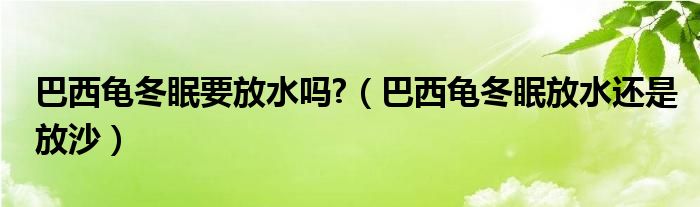 巴西龟冬眠要放水吗?（巴西龟冬眠放水还是放沙）