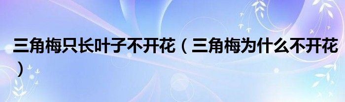 三角梅只长叶子不开花（三角梅为什么不开花）