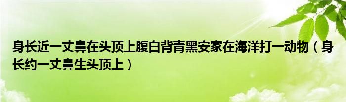 身长近一丈鼻在头顶上腹白背青黑安家在海洋打一动物（身长约一丈鼻生头顶上）