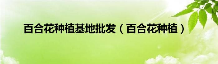 百合花种植基地批发（百合花种植）