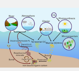 铁对海洋沉积物中有机碳保存的影响及其对碳封存的影响