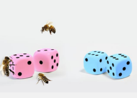 蛋白质通过掷骰子来决定蜜蜂性别