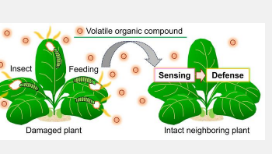 通过空气中的挥发物实现植物间通讯的实时可视化