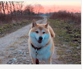 皮肤和肠道微生物组分析为柴犬特应性皮炎提供了新的治疗视角