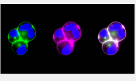 即插即用纳米粒子可以更轻松地处理各种生物目标