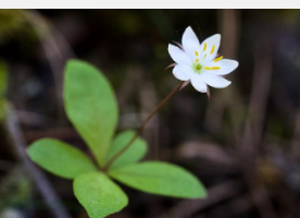 英国20世纪土地利用的新地图帮助研究人员揭开生物多样性变化的神秘面纱