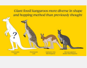 挖掘澳大利亚和新几内亚巨型袋鼠新物种化石