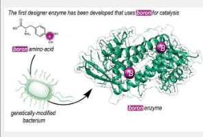 格罗宁根大学化学家生产出一种新型含硼酶