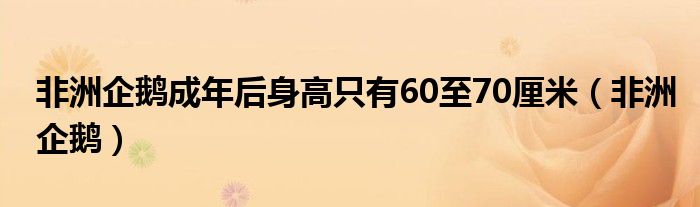 非洲企鹅成年后身高只有60至70厘米（非洲企鹅）