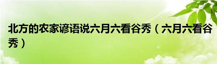 北方的农家谚语说六月六看谷秀（六月六看谷秀）