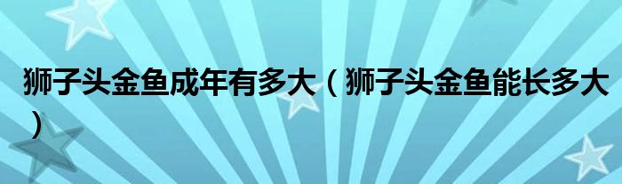 狮子头金鱼成年有多大（狮子头金鱼能长多大）