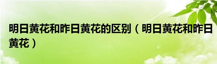 明日黄花和昨日黄花的区别（明日黄花和昨日黄花）