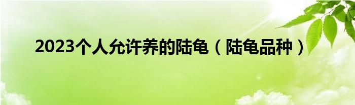 2023个人允许养的陆龟（陆龟品种）