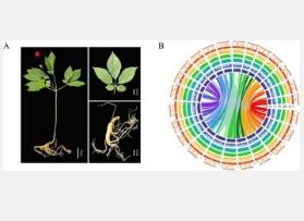 人参全基因组测序揭开药用奇迹的根源