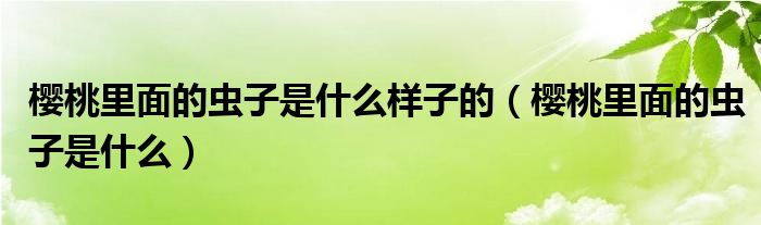 樱桃里面的虫子是什么样子的（樱桃里面的虫子是什么）