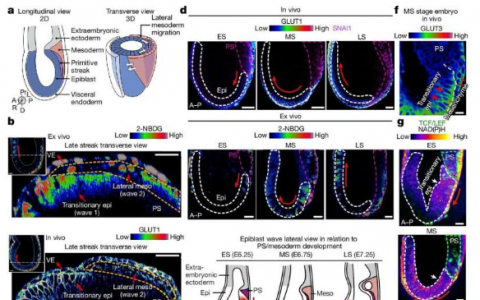 研究表明葡萄糖代谢推动小鼠胚胎发育