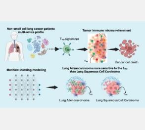 最新研究揭示关键免疫细胞是肺癌预后的关键因素
